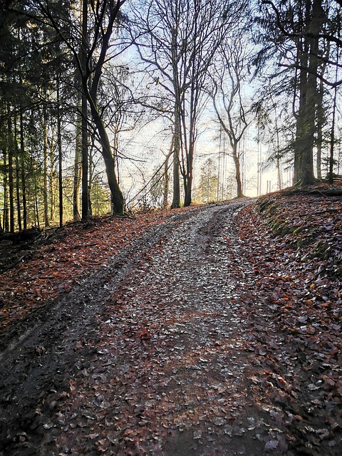 Free Nature Forest photo and picture