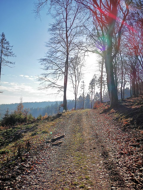 Free Nature Forest photo and picture