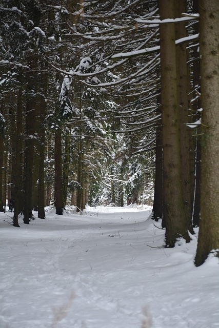 Free Snow Nature photo and picture