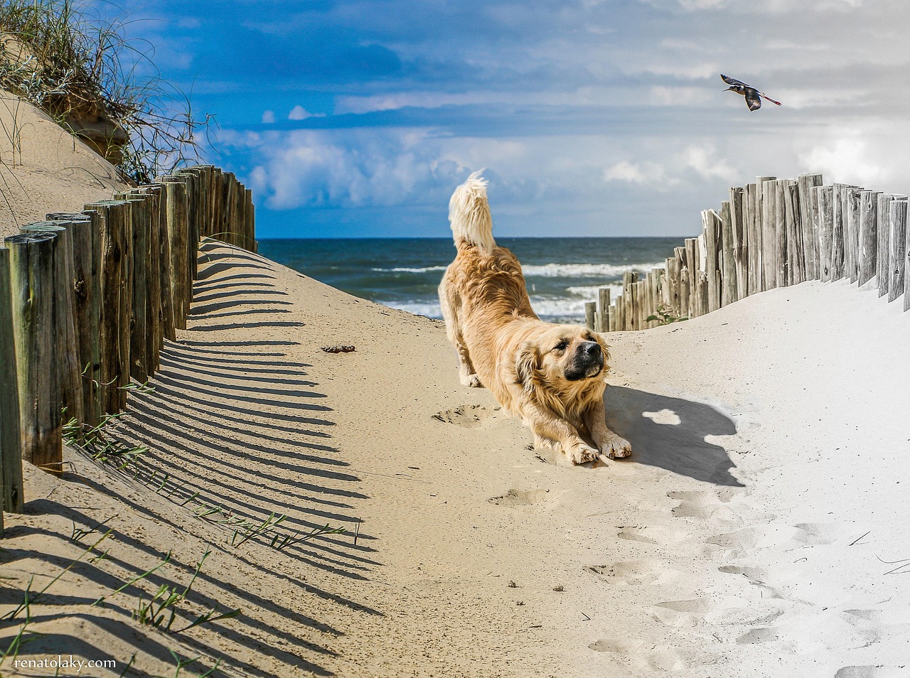 Download free HD stock image of Dog Dune Free Dog Dune photo and picture