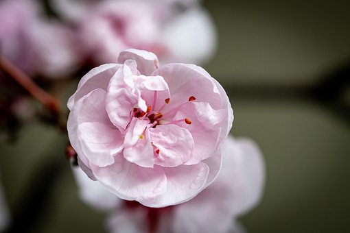 Free Cherry Blossom Macro photo and picture