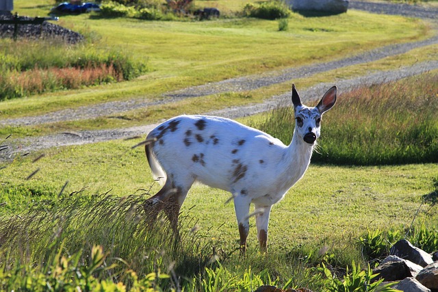 Free Deer White Deer photo and picture