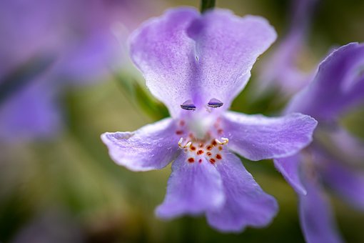 Free Macro Flower photo and picture