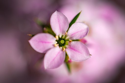 Free Macro Pink photo and picture