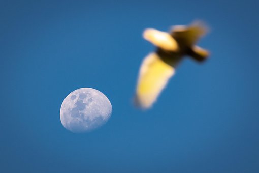 Free Moon Cockatoo photo and picture