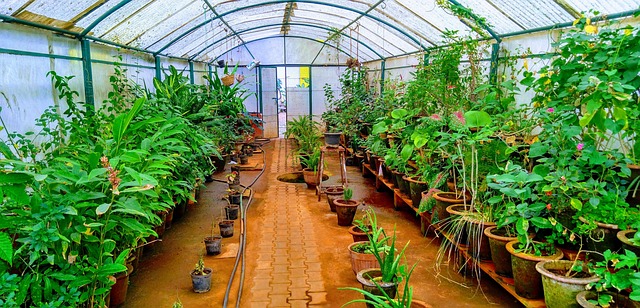Free Greenhouse Plants photo and picture