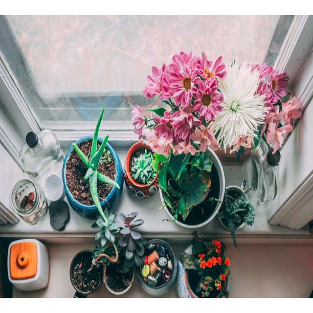 Decorative Natural Plants Online Free photo on Pixabay