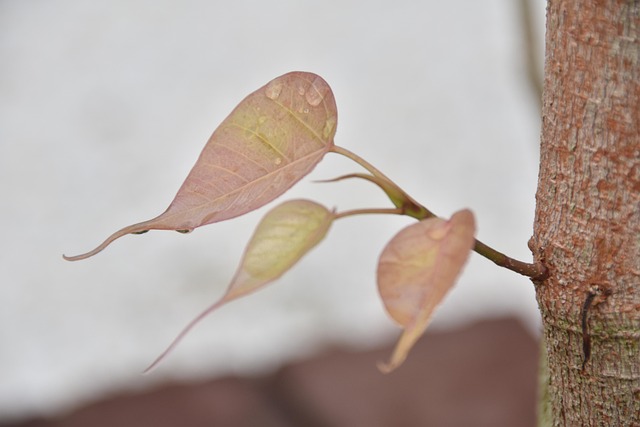 Free Leaves Foliage photo and picture