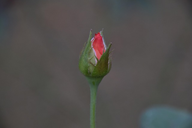 Free Rose - Flower Photos Bud Photos photo and picture
