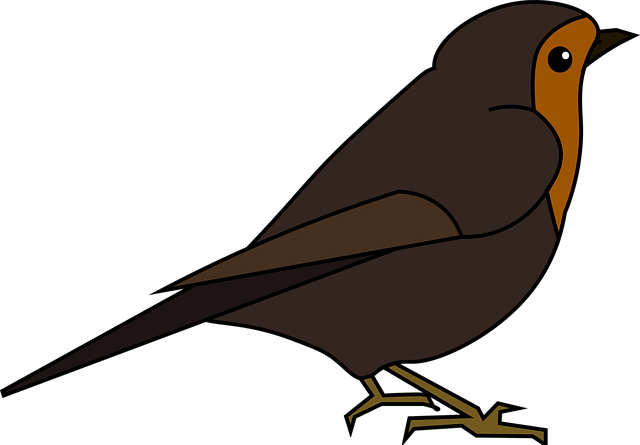 Free robin bird nature vector