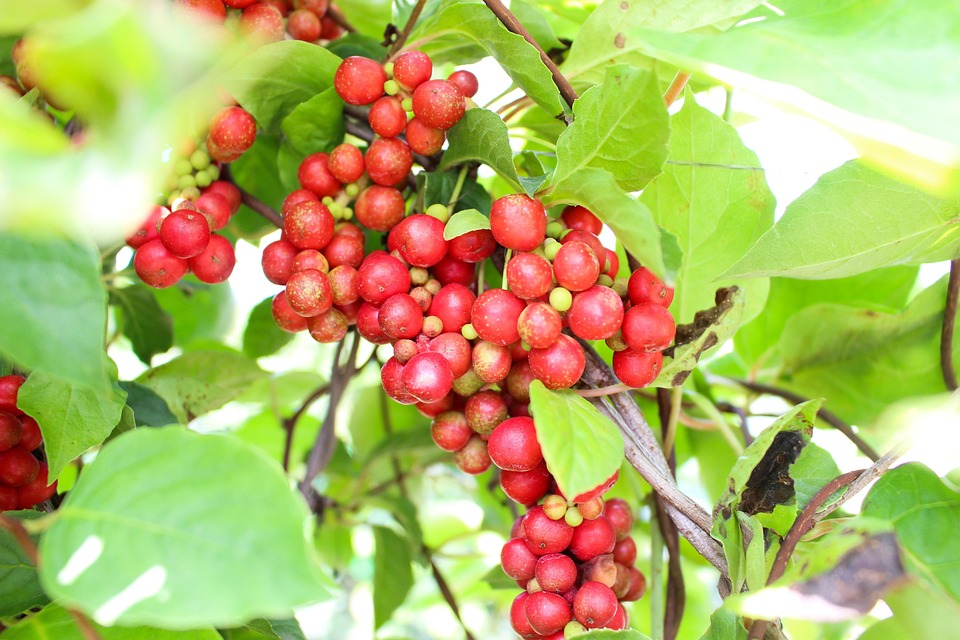 Schisandra berries on the vine