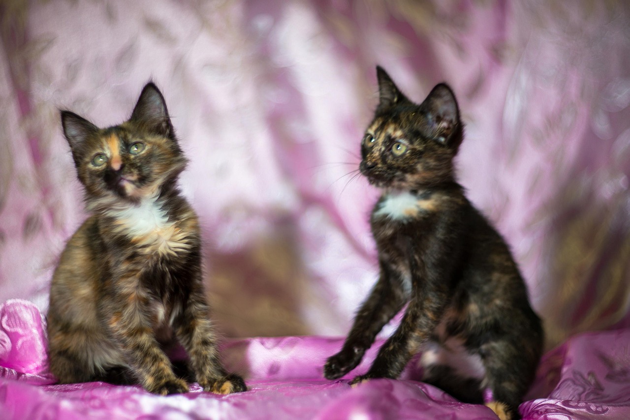 Kittens Tortoiseshell Color Free photo on Pixabay Pixabay
