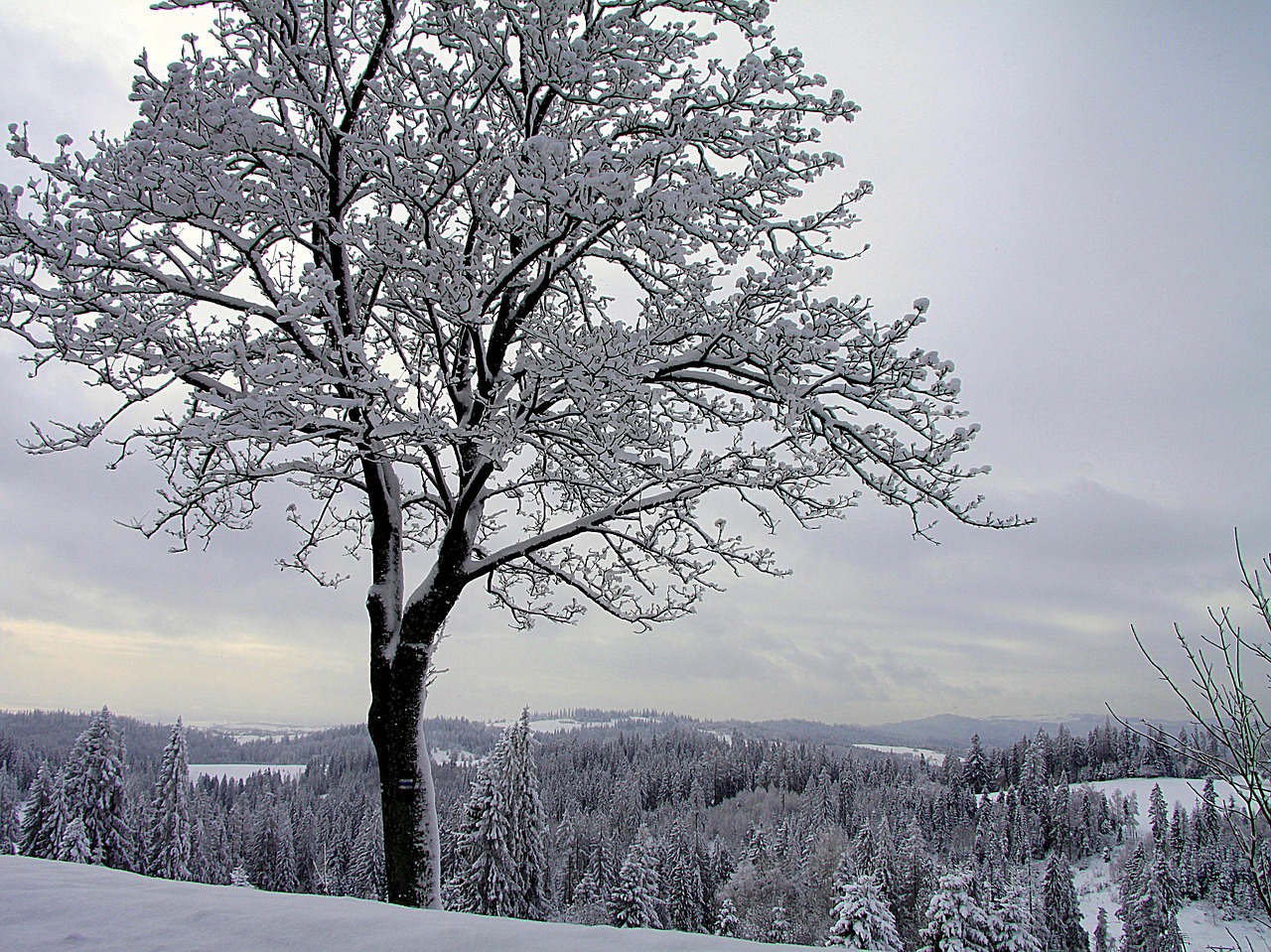 树 冬季 雪 - Pixabay上的免费照片 - Pixabay