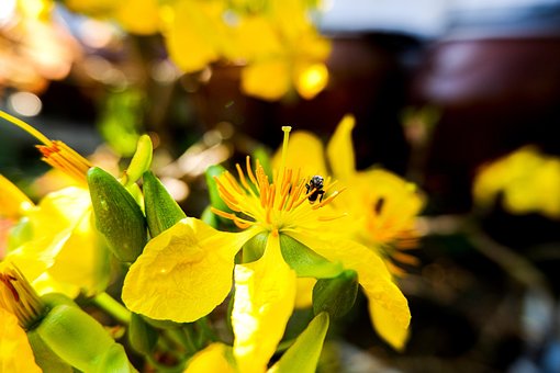 Free Apricot Blossom Flowers photo and picture