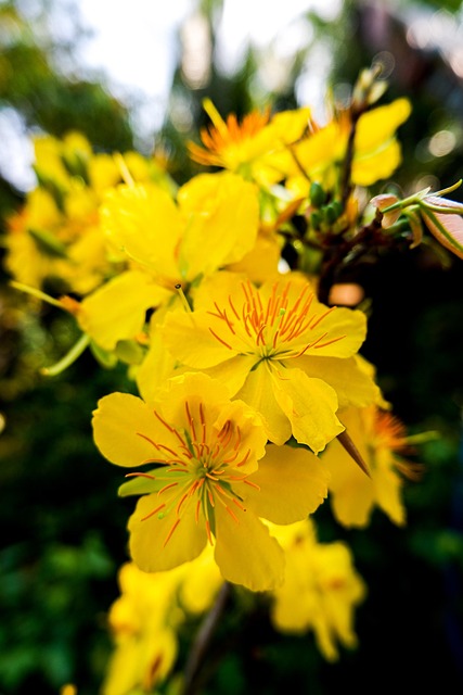 Free Flowers Plant photo and picture