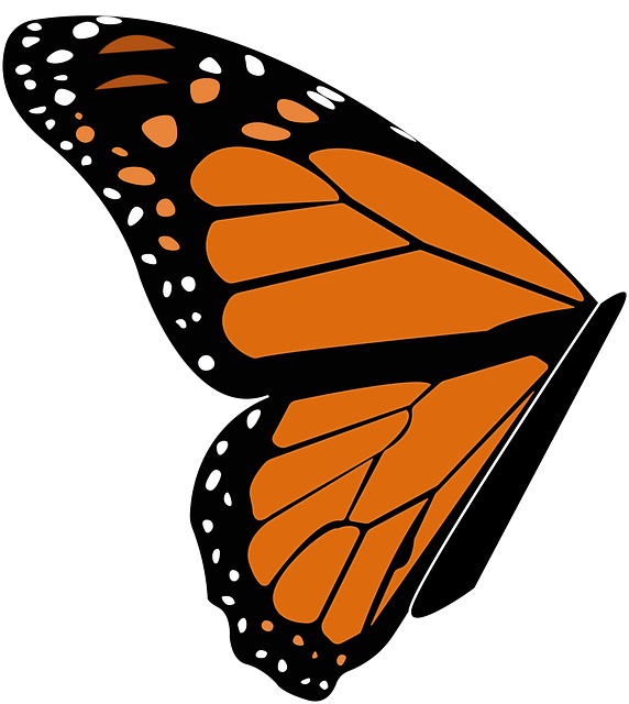 Free Butterfly Fly illustration and picture