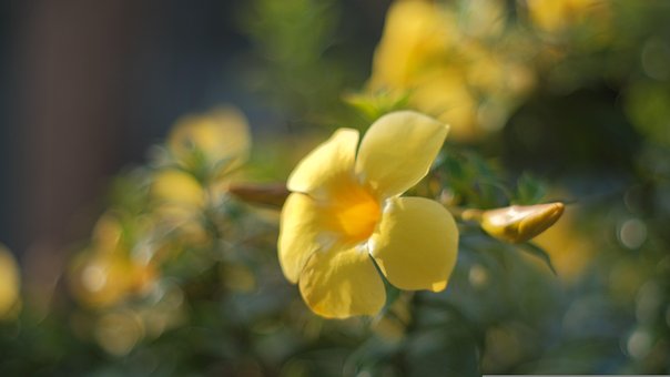 Bloemen, Boom, Plantaardige, De Lente