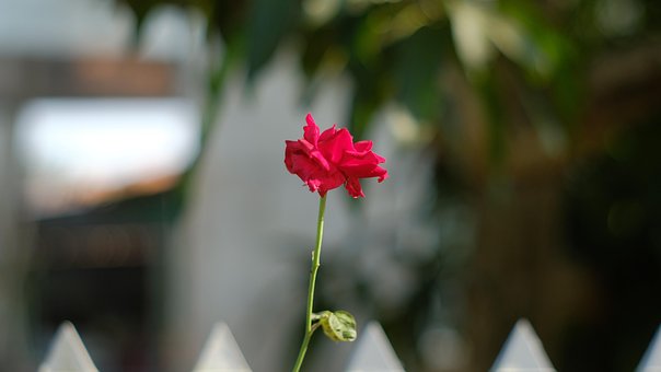 Mei, Vietnam, De Lente, Feng, Wijn, Geel