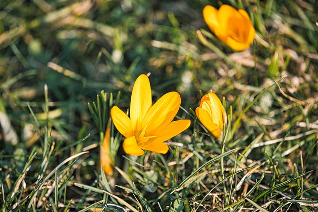 Farbklecks, Krokus, Gelb, Frühling