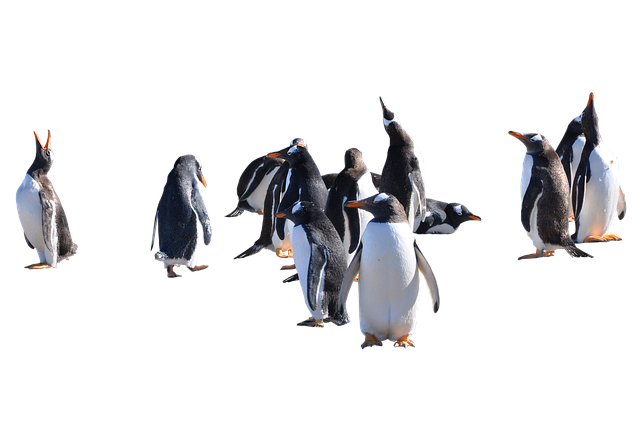 Free birds penguins antarctica illustration