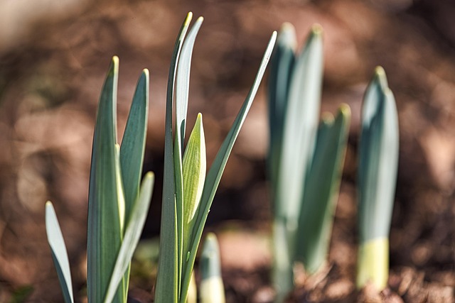 Frühling, Vorfrühling, Narzisse, Blume