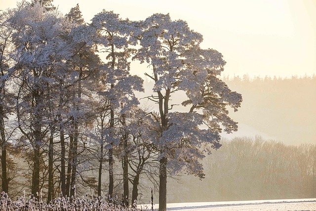 Eiskalt, Schneelast, Wintertraum