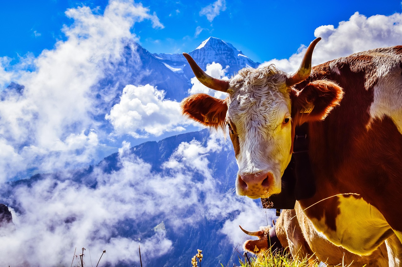 Cow - free online jigsaw puzzle photo