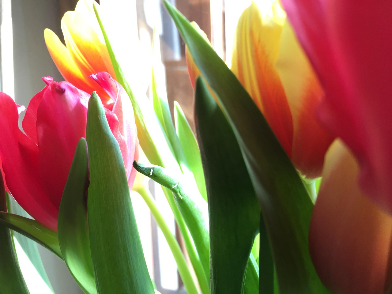 Flower Spring Petals Free Photo On Pixabay Pixabay flower-spring-petals-free-photo-on-pixabay-pixabay