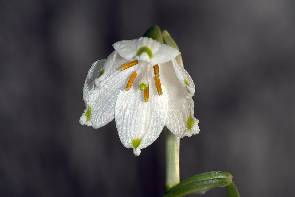 Leucojum Vernum Spring Snowflake Free Photo On Pixabay