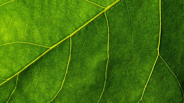 Textura, Folha, Verde, Natureza, Planta
