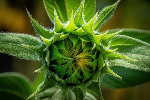 Textura, Planta, Natureza, Casulo, Bloom