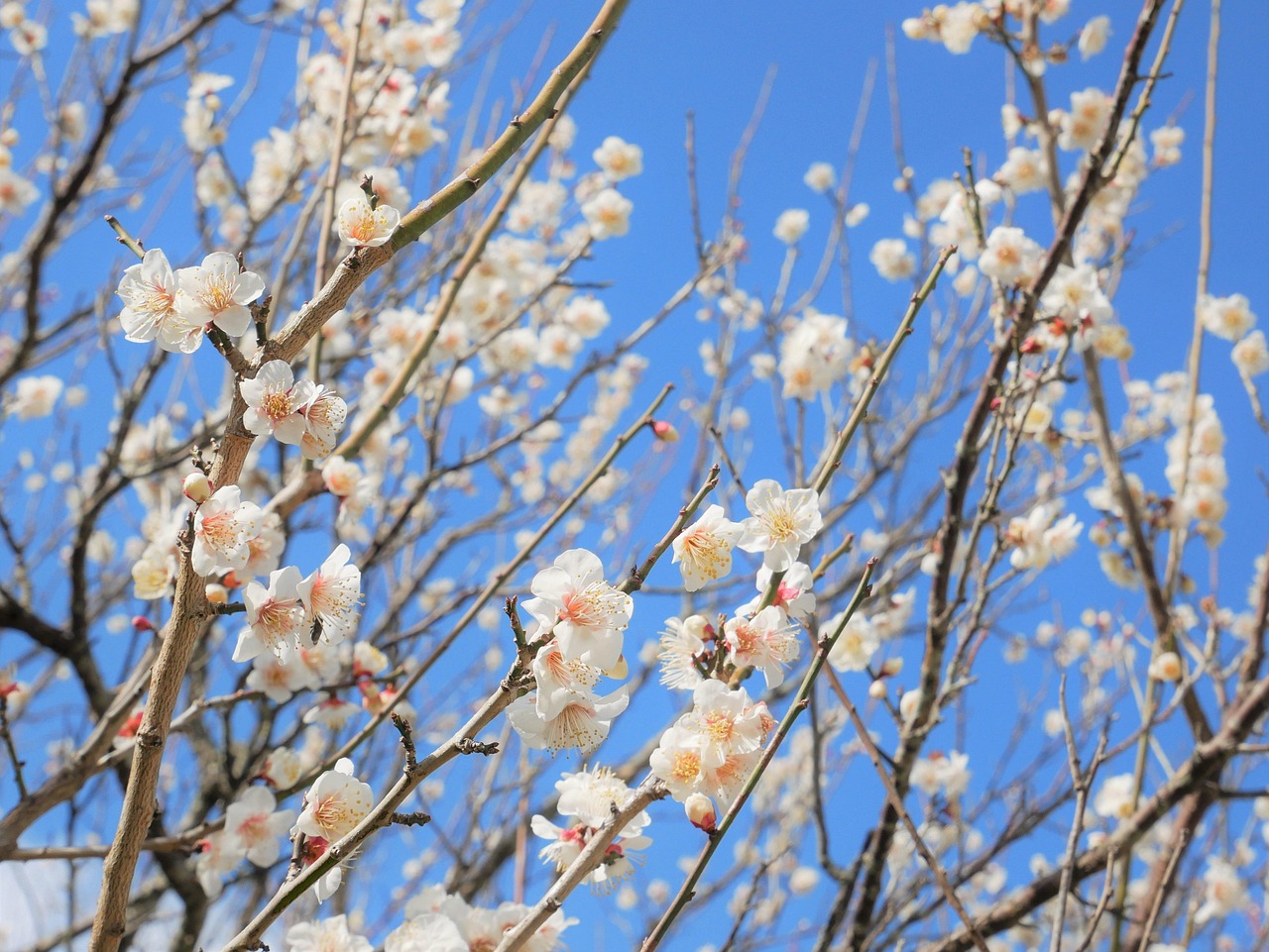 ウメ うめ 梅 - Free photo on Pixabay - Pixabay