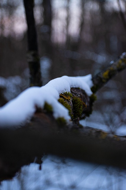 Free Nature Branch photo and picture