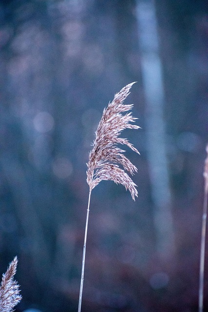 Free Plant Winter photo and picture