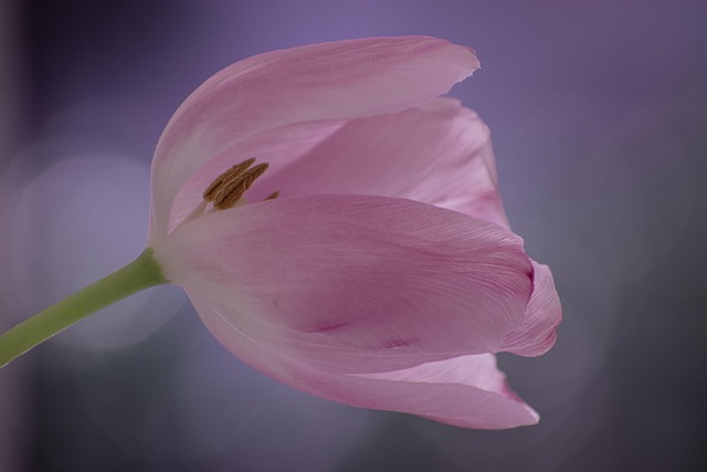 Free Tulip Pink photo and picture