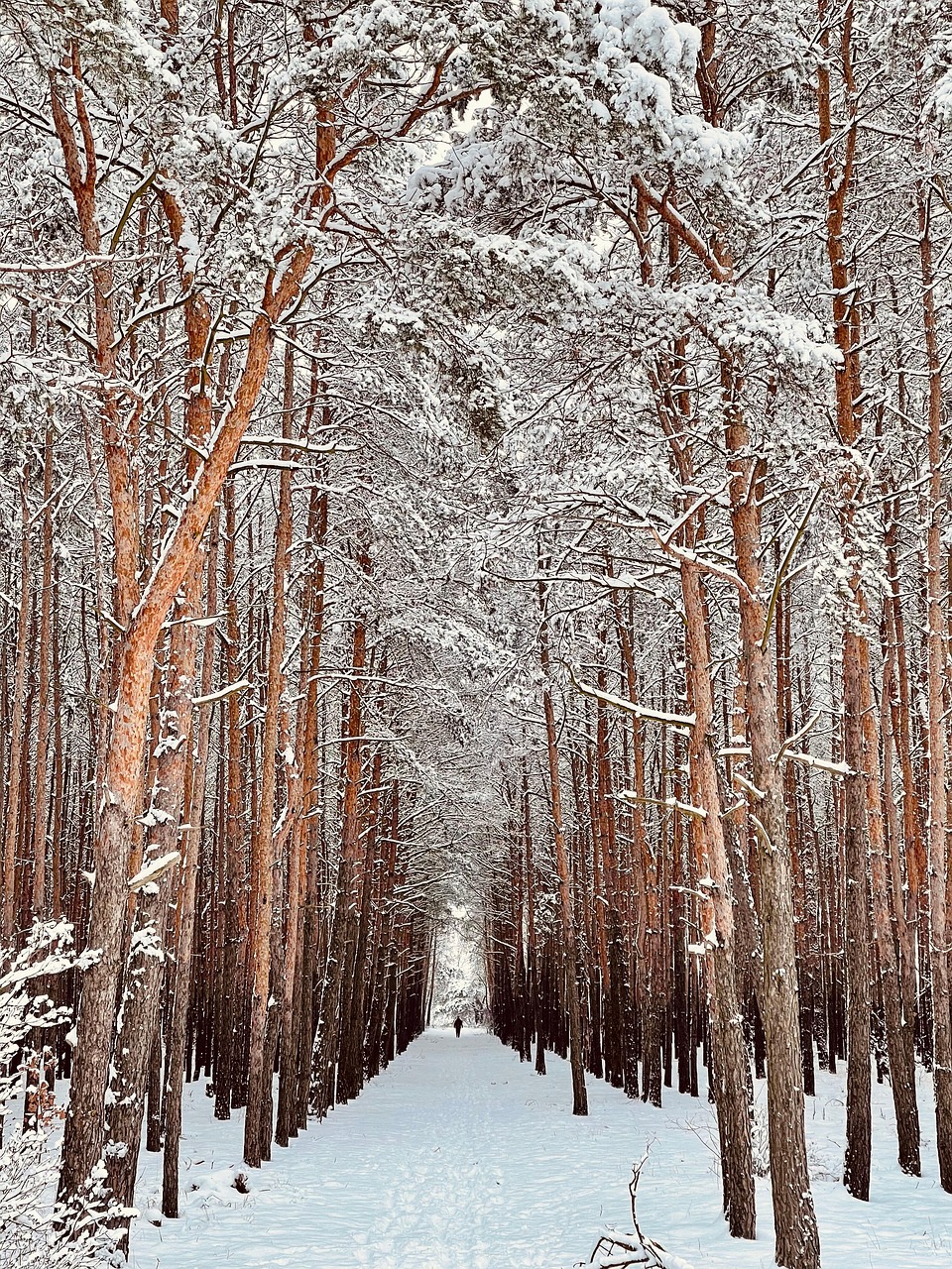 Paysage D'Hiver Neige Forêt Chute - Photo gratuite sur Pixabay - Pixabay