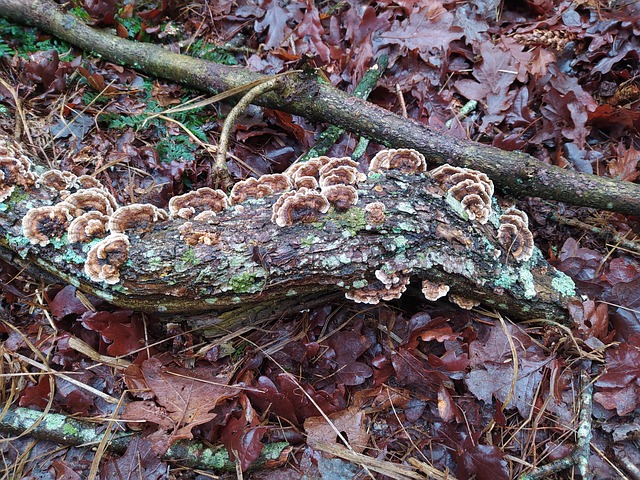 Free Mushrooms Forest photo and picture