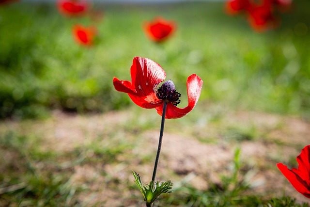 Free Anemone Flower photo and picture