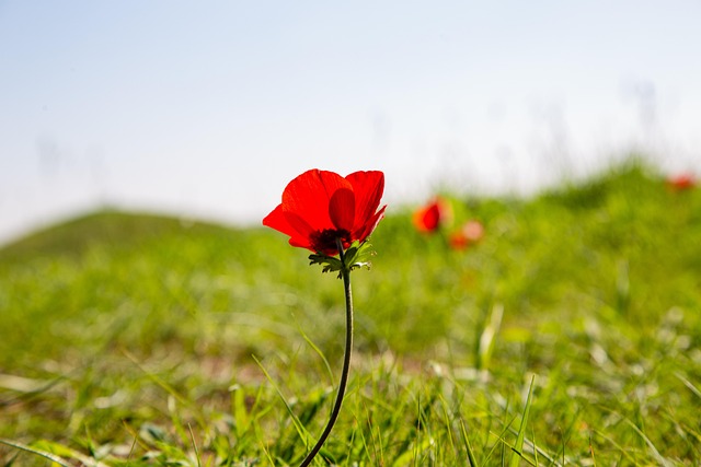 Free Flower Anemone photo and picture
