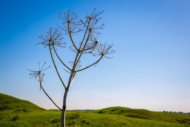 Free Plant Nature photo and picture