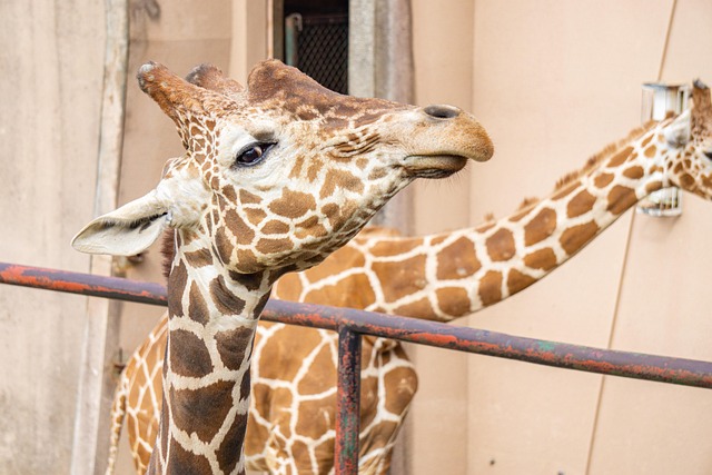 Free Giraffe Zoo photo and picture