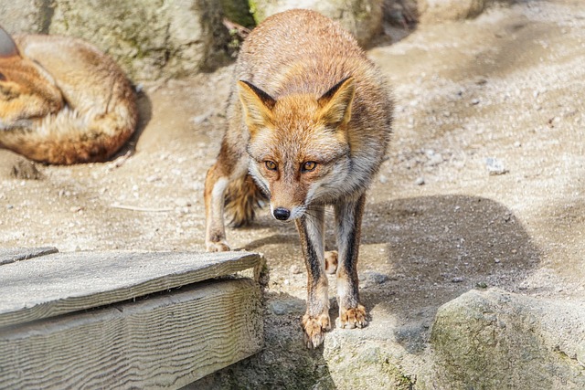 Free Kitsune Kitune photo and picture