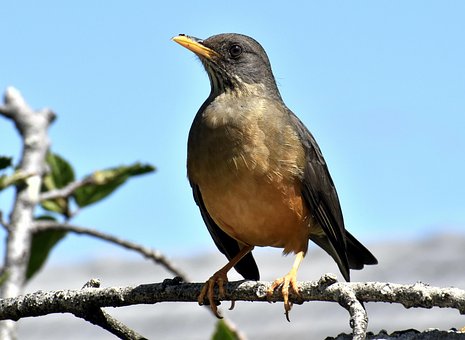 นก, นกเพลง, บมะกอกของ Thrush, ขนนก