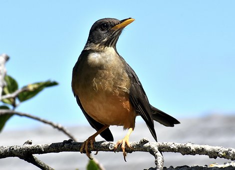 นก, นกเพลง, สวน, บมะกอกของ Thrush, ขนนก