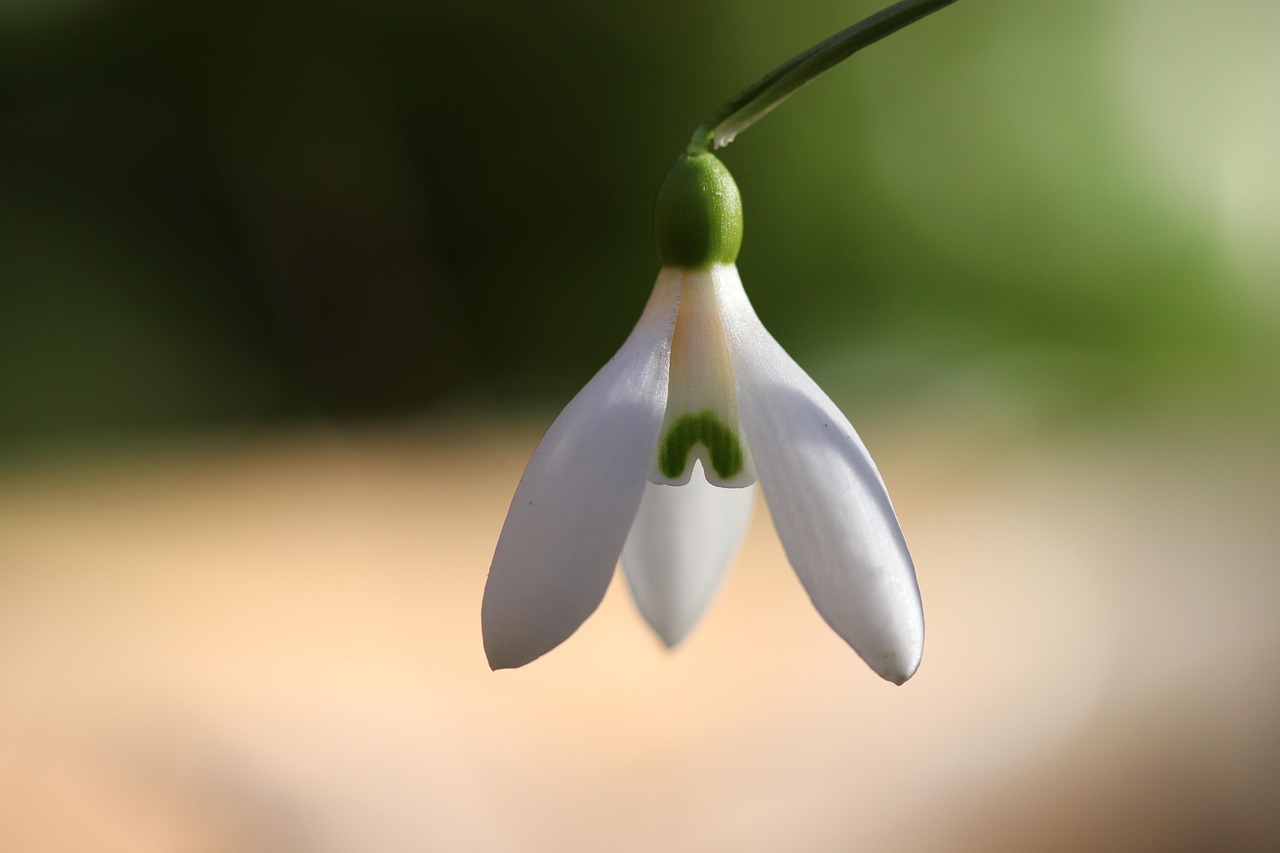 2,000+ Free Snowdrop & Nature Images - Pixabay