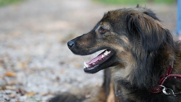 Cachorro, Bicho De Estimação, Selvagem