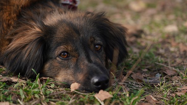 Cachorro, Sad, Animal, Bonito, Bonitinho