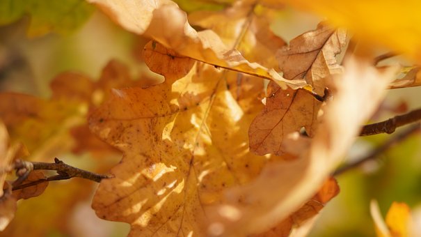 Oak, Folha, Galho, Amarelo, Nature, Sun