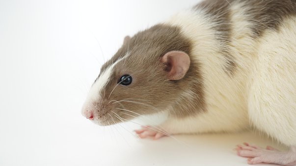 Rat, Mouse, Bicho De Estimação, Animal
