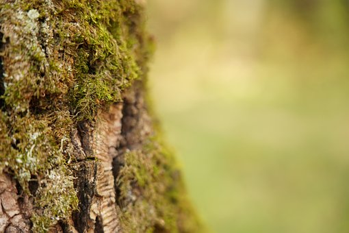 Árvore, Bark, Nature, Musgo, Summer